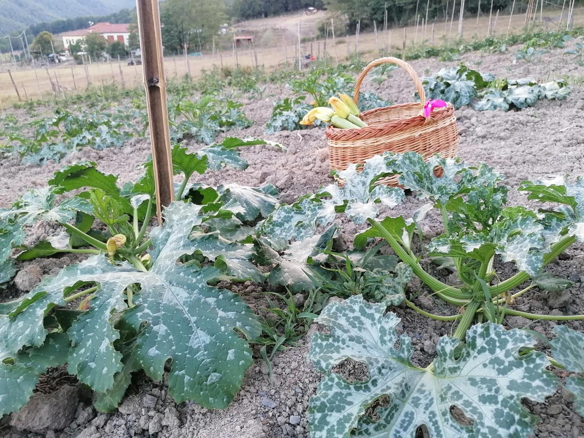 Willa Agriturismo Dei Legi San Pietro Vara Zewnętrze zdjęcie